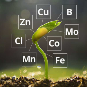 VAI TRÒ TRUNG VI LƯỢNG ĐỐI VỚI CÂY TRỒNG